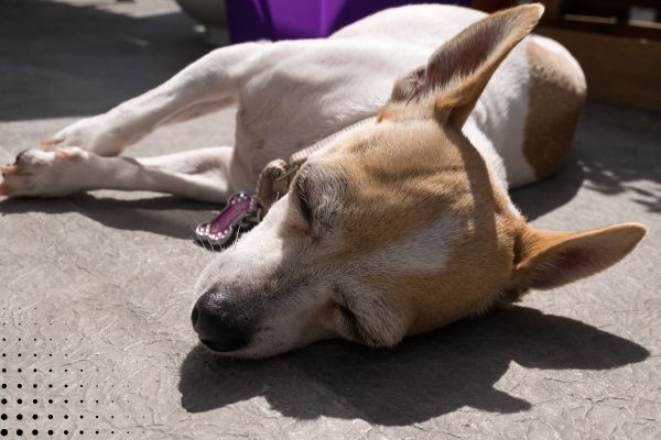 man charged with animal abuse after death of chihuahua