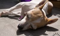 thumb man charged with animal cruelty