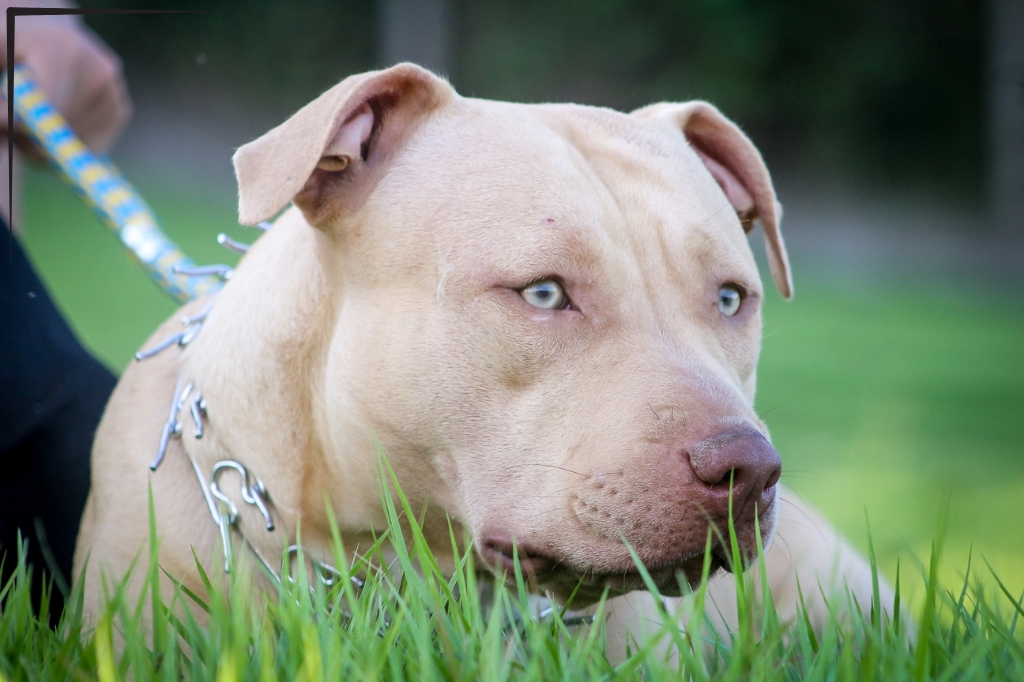 Aggressive Pitbull Volusia County