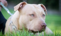 Volusia county man shoots his pitbull